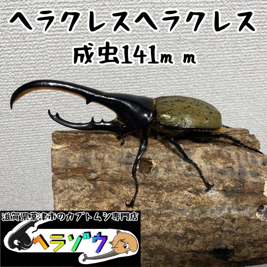 ヘラクレスオオカブト141mmオス単品(ヘラクレスヘラクレス) | LINE  