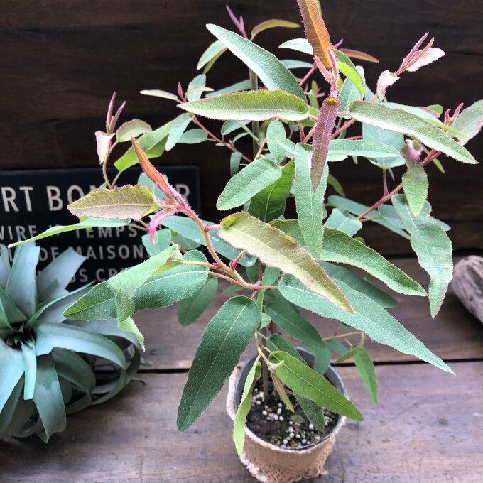 レモンユーカリ 即完売 アロマや虫除けに ガーデニング 観葉植物 通販 Lineポイント最大0 5 Get Lineショッピング