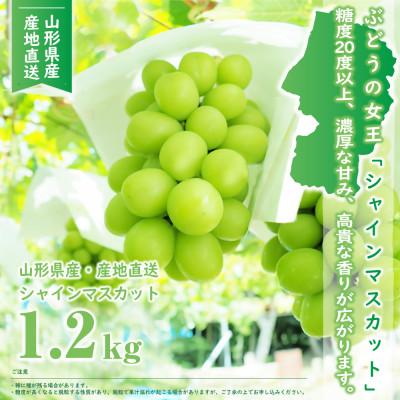 ふるさと納税 山形県 山形県産 シャインマスカット　1.2kg(1-2房)