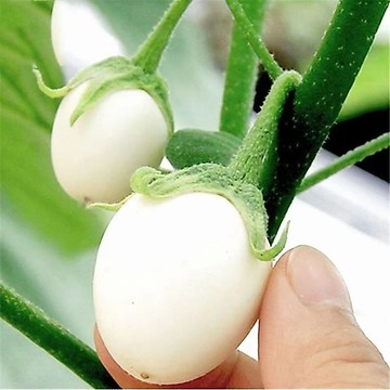 綠色家園|臺彎 現貨 速發【茄子種子】  品種大全  雞蛋白茄 綠園茄 綠長茄種子 高產型蔬菜種子當季蔬菜種子高產易種
