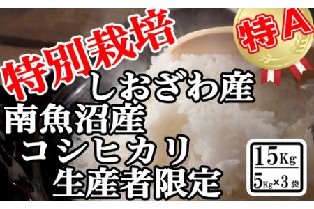 特別栽培 生産者限定 南魚沼しおざわ産コシヒカリ15Kg