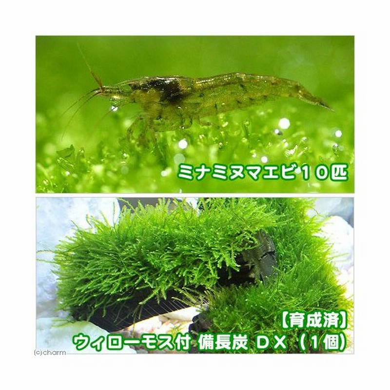 エビ 水草 育成済 ウィローモス 備長炭 ｄｘ 無農薬 １個 ミナミヌマエビ １０匹 北海道 九州 沖縄航空便要保温 通販 Lineポイント最大0 5 Get Lineショッピング