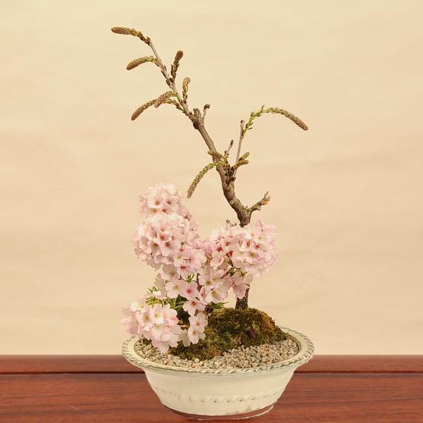 豪華寄植桜盆栽:藤・御殿場寄せ植え(白丸陶器鉢)* (2024年春 豪華寄植桜盆栽:藤・御殿場寄せ植え(白丸陶器鉢)* (2024年春