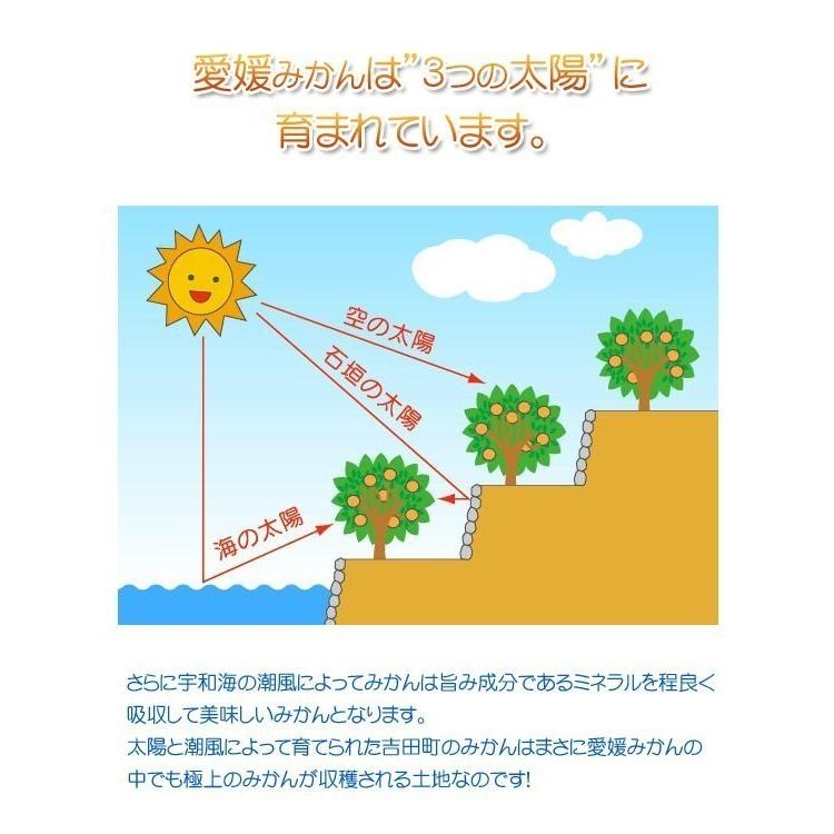 愛媛 みかん 訳あり 10kg 宇和島 吉田産 農地直送 送料無料 北海道 沖縄 東北は別途送料 宇和海の幸問屋