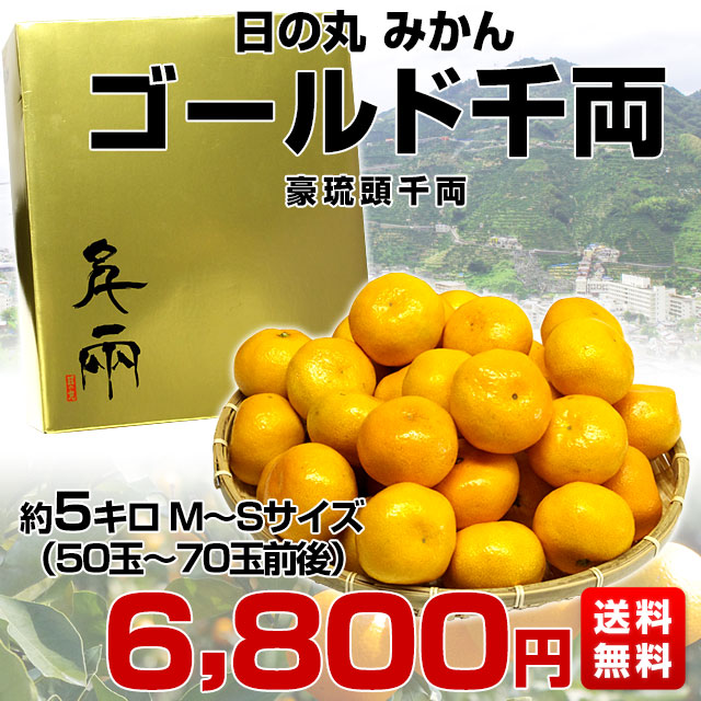 愛媛県より産地直送 JAにしうわ 日の丸プレミアムみかん ゴールド千両（豪琉頭千両）　ＭからＳサイズ　5キロ（50から70玉前後）　送料無料 蜜柑　ミカン