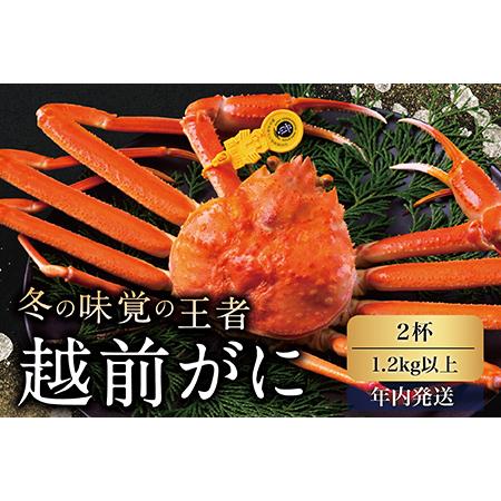 ふるさと納税 越前がに（オス）「ずわいがに」特特大サイズ（1.2kg以上） 2杯 福井県越前市