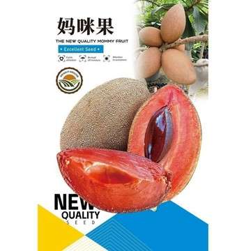 🌱【原裝水果種子】媽咪果 親測出芽率超85%  蛋黃果 麻美果 馬米果 鮮甜多汁 柔軟香甜 早熟高產 田園庭院水果種子