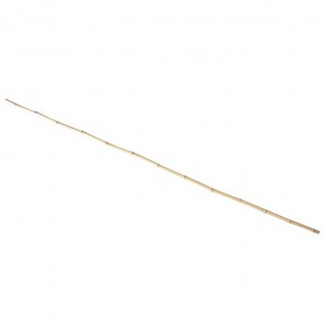 園藝用白竹 小H180cm