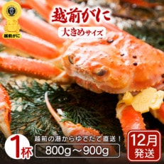 地元鮮魚店厳選 ≪浜茹で≫ 越前がに 大きめサイズ 1杯