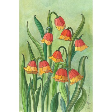 鈴花原創水彩畫 25x16cm 植物插圖貝母