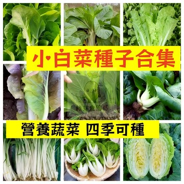 🌱【現貨-隔日到店】16款白菜種子合集 四季快菜種子 家常青菜 速生蔬菜種子 新手短期收成全年可栽培葉菜類蔬菜種子