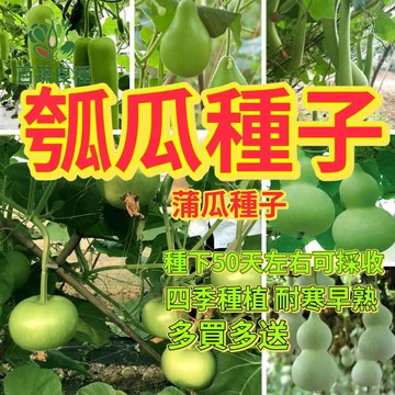 瓠瓜種子 扁蒲籽 蒲瓜種子 匏仔 家庭菜園 瓜類種子 攀藤植物 棚架作物 陽台盆栽 豐產品種 夏季蔬菜 瓜果栽培