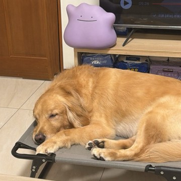 07/02小安直播下單區🤎最晚07/07完成下單‼️