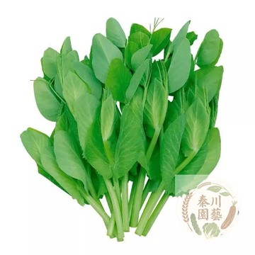 🔥【7天火鍋自由】豌豆苗種子｜發芽率超高｜室內水耕 免土免肥｜阿公阿嬤也會種｜現採現吃 無農藥｜附圖解速成法