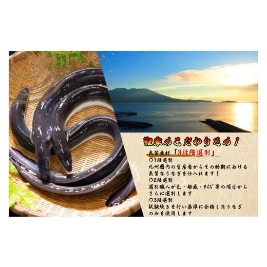 ふるさと納税 鹿児島県 鹿屋市 1712-1 大人気！鯉家の絶品蒲焼「真地(マジ)焼きうなぎ蒲焼1,240g(８尾)」