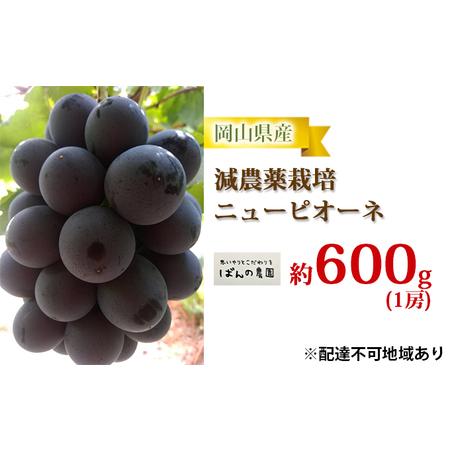 ふるさと納税 ぶどう 2024年 先行予約 ニュー ピオーネ 1房 約600g  減農薬栽培 ブドウ 葡萄  岡山県産 国産 フルーツ 果物 ギフト  ばんの農園 岡山県岡山市