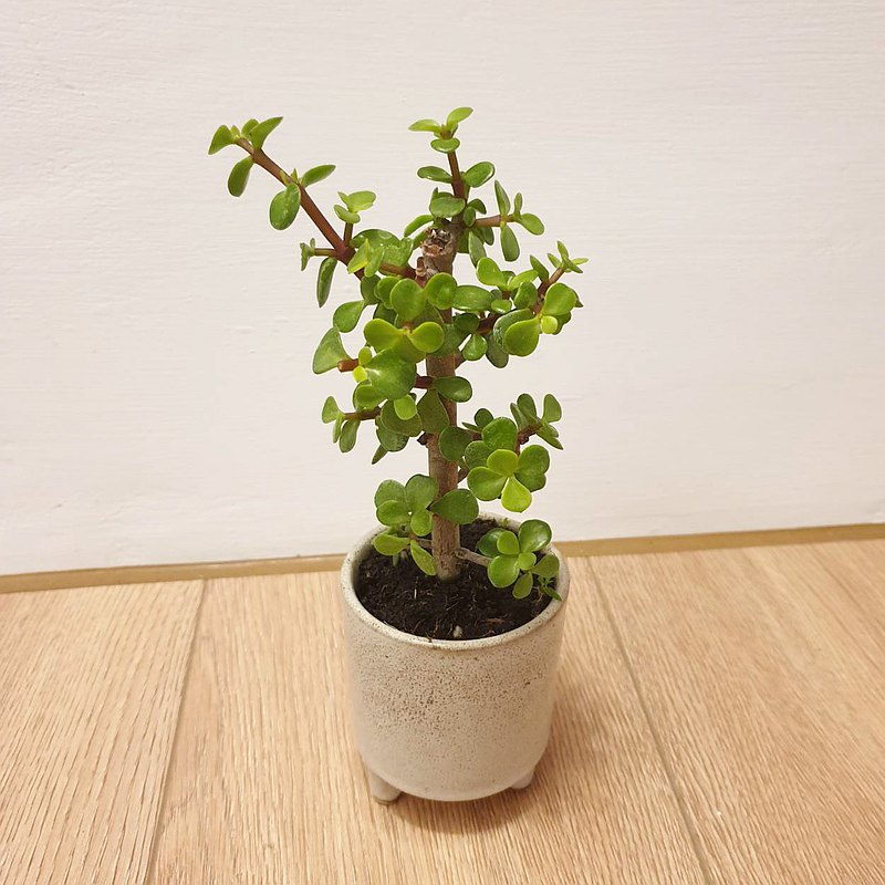 植物銀杏木 Pinkoi 設計購物網站 Line購物