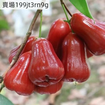 現貨 蓮霧種子（250粒）四季種植 四季嫁接果樹種子黑金剛蓮霧種子大葉紅芭比種子南方果苗
