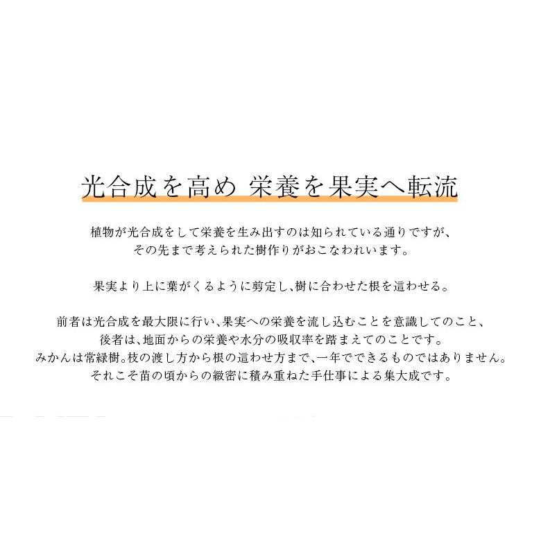 橋爪流栽培みかん 俊菓 (しゅんか) 和歌山県産 2S〜Mサイズ 約5kg ※常温 送料無料