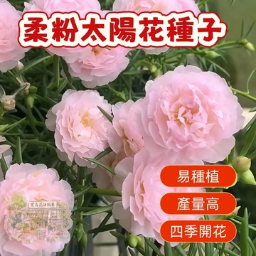 🌹 柔粉太陽花種子  四季種植 稀有重瓣 四季播種松葉牡丹易活開花不斷室內外陽臺種植 觀賞花卉種子 超低價