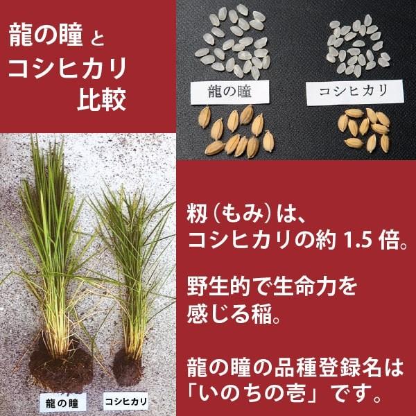 新米 龍の瞳 3kg 岐阜県産 令和5年産米 白米 ご注文後に精米・発送 送料無料（一部地域加算送料）