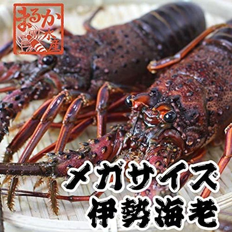 活伊勢海老 活きたまま発送します 特大サイズ 1尾 600?700ｇ 活伊勢海老