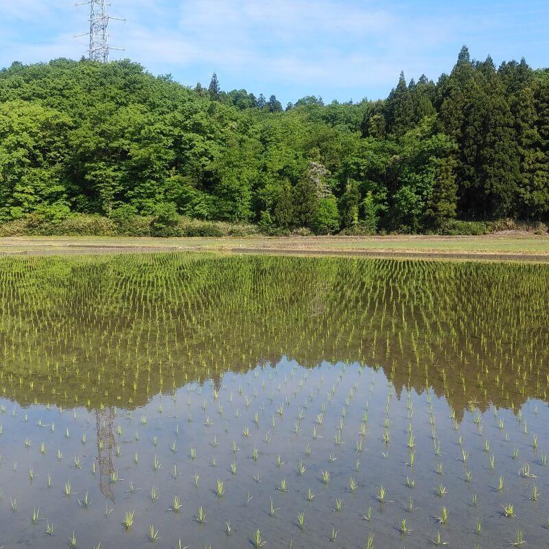 米 こしひかり 5kg（精米）新潟産 美味しいお米 農家直送 全国配送