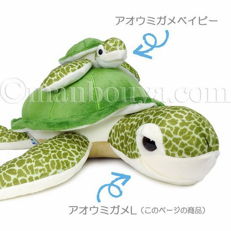 Amazon.co.jp: ウミガメ リクガメ カメグッズ 8点セット : Toys
