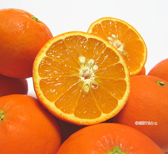 AB7106n_有田育ちの爽快 セミノール オレンジ10kg