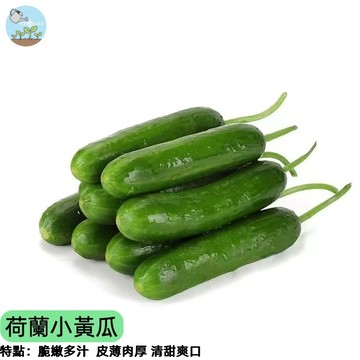🥒【陽台豐收首選】荷蘭小黃瓜種子 水果小黃瓜 迷你黃瓜 清脆爽口 不需授粉 四季可種 新手必成 家庭盆栽 台灣現貨