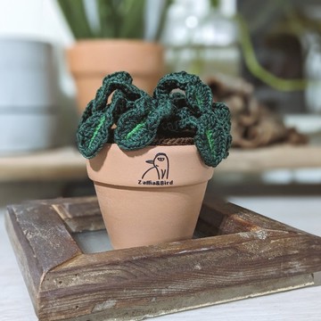 鐵角蕨-手作編織植物