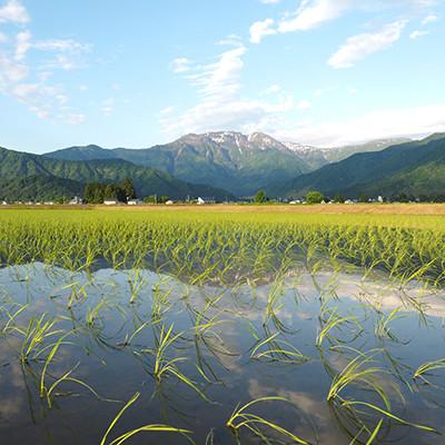 ふるさと納税 南魚沼市 限られた匠がつくる「特別栽培米南魚沼産こしひかり8割減」玄米2kg