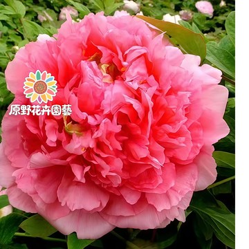 青禾園藝-大胡紅芍藥花種子 （SY-6）大紅重辦濃香型多年生觀賞花卉耐熱大花型庭院陽台盆栽非牡丹四季可種植#自留種