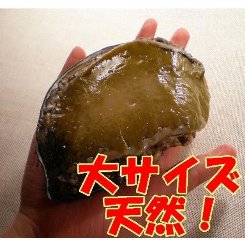 黒アワビより旨い数量・期日限定「活」 天然・蝦夷 アワビ 大中サイズ 1Kg お刺身用 遊廊亭