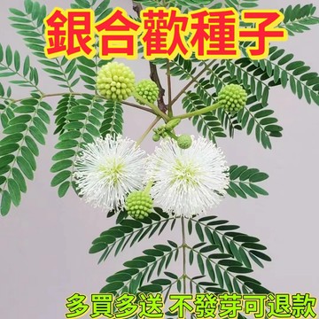 綠色家園|🔥銀合歡種子🍓 耐旱耐寒絨花 綠化行道樹荒山造林合歡花飼料林木樹種子