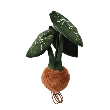 PlushF-植物-綠天鵝絨海芋