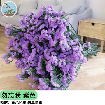 🌸【夢幻紫色花海】勿忘我種子 紫色  切花乾燥花首選 陽台盆栽易種 耐寒耐陰 蜜源植物 花壇綠化