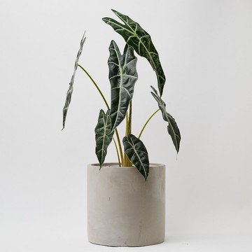 黑葉觀音蓮 | 室內盆栽 觀葉植物 開幕送禮 新手入門款