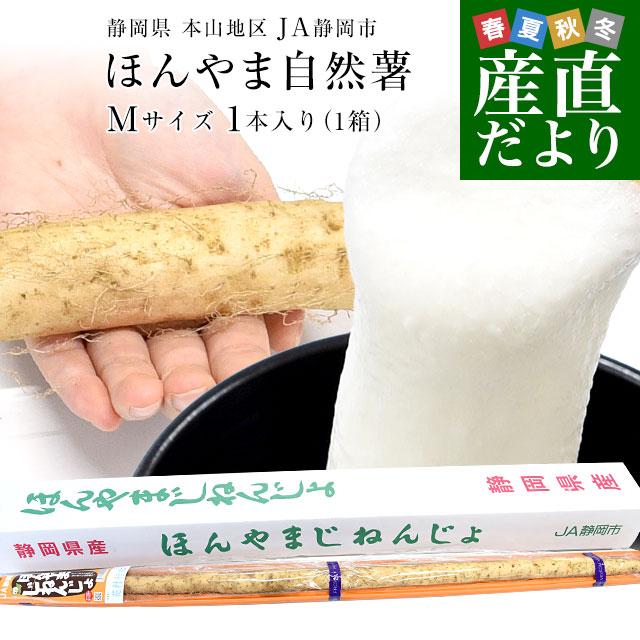 静岡県 JA静岡市 本山自然薯 ほんやまじねんじょ 1本物 Mサイズ 1本入り 送料無料 山芋 やまいも とろろ