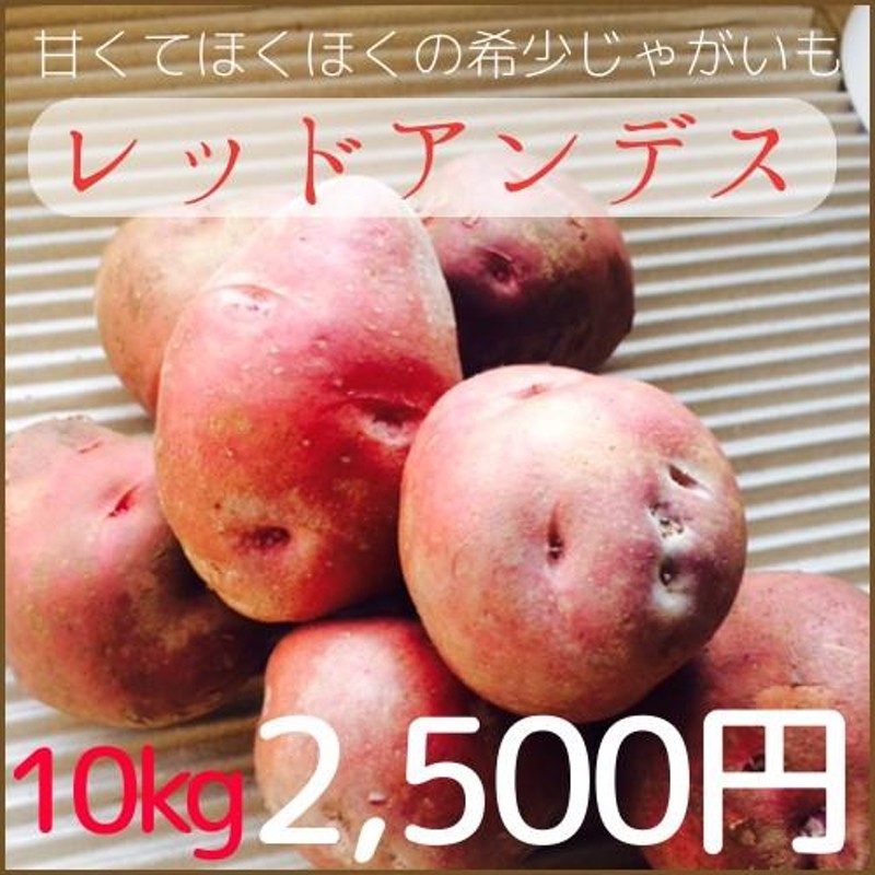 鹿児島産の新じゃがいも10kg程度 - 野菜