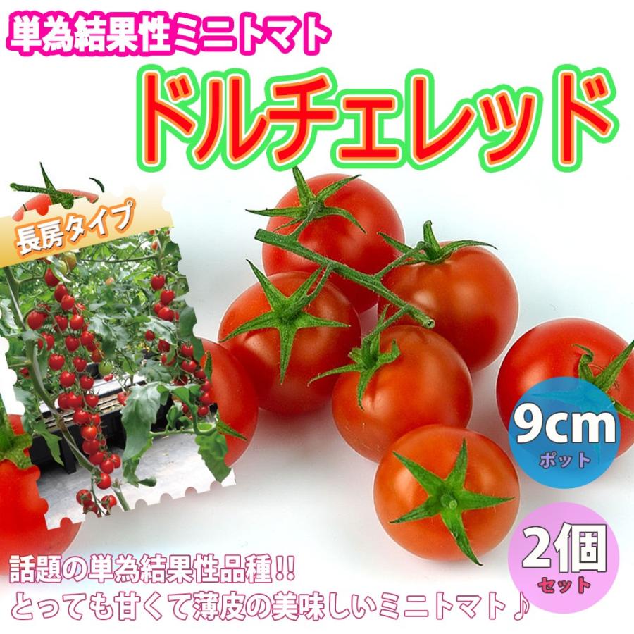 ITANSE ミニトマトの苗 ドルチェ レッド 野菜苗 自根苗 9cmポット 2個セット 高糖度 薄皮 多収穫 新品種 送料無料 ミニトマト 苗  イタンセ公式 通販 LINEポイント最大0.5%GET LINEショッピング
