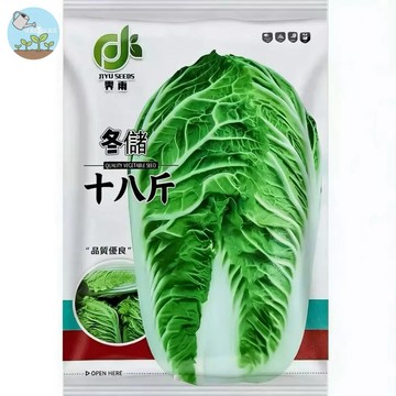 【原廠包裝】台灣平地秋冬首選！冬儲18斤大白菜種子（Winter Storage 18 Pound Cabbage）2克
