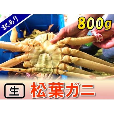 ふるさと納税 鳥取市 足1本なし生松葉ガニ(大800g)訳あり