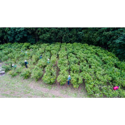 ふるさと納税 青森県 東通村 冷凍ブルーベリー（2kg）