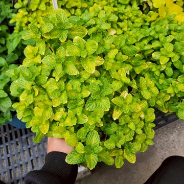 P老闆園藝~黃金薄荷 5吋盆