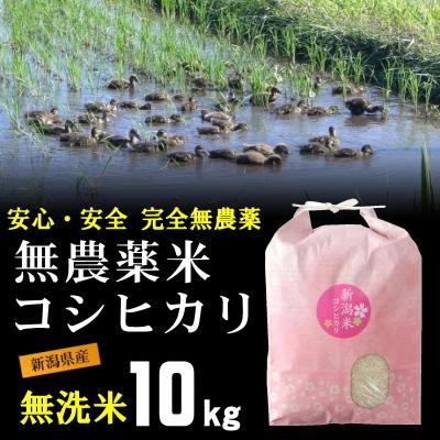 無洗米 農薬無使用 コシヒカリ 10kg 希少米 合鴨農法 新潟 岩船産 令和