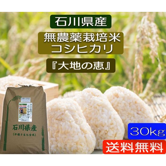 令和5年産 新米 無農薬栽培米 こしひかり 白米 30kg お米  自然農法  「大地の恵」