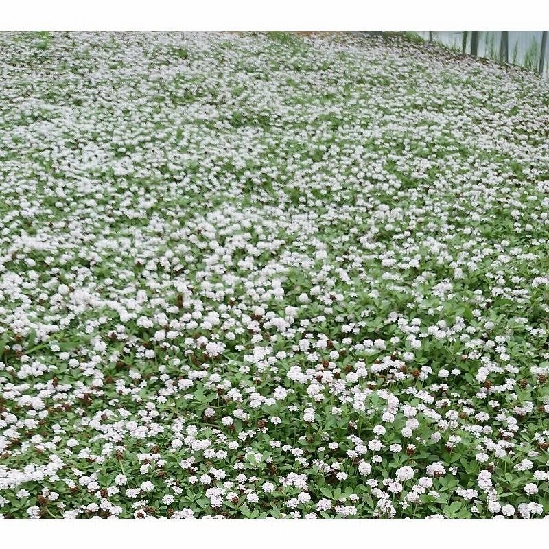 気質アップ】 ヒメイワダレソウ リピア 10Potセット<br> 200円 Pot 送料無料 <br>花苗 雑草対策 白花 リッピア グランドカバー  宿根草<br>