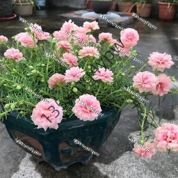 🌱現貨【精品 太陽花種子】（250粒）四季播種 松葉牡丹 重瓣太陽花種籽見土易活開花不斷 室內外陽臺種植 觀賞花卉種子