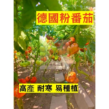 🌱早熟高產（德國粉番茄種子FQ-20）口感豐富 易種植 抗病性强 易生長  抗病抗旱易種植 高產爬藤蔬菜種子#果菜類